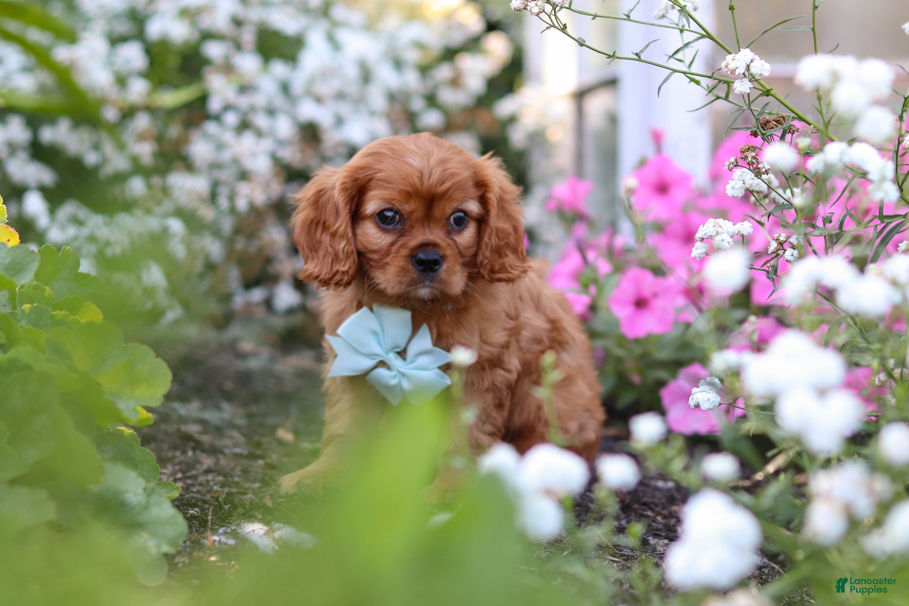 Cavalier King Charles Spaniel dogs Holden - Ad 2
