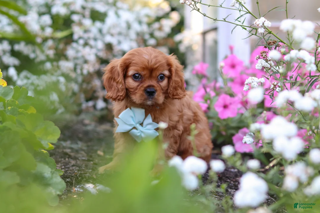 Cavalier King Charles Spaniel dogs for sale: Holden - Ad 2