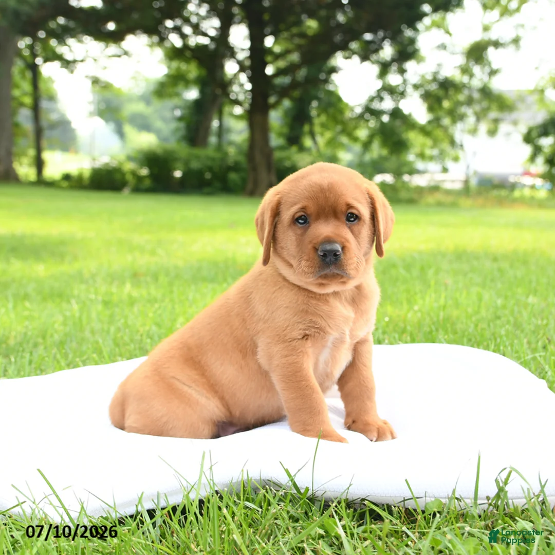 Labrador Retriever dogs for sale: Bear - Ad 2