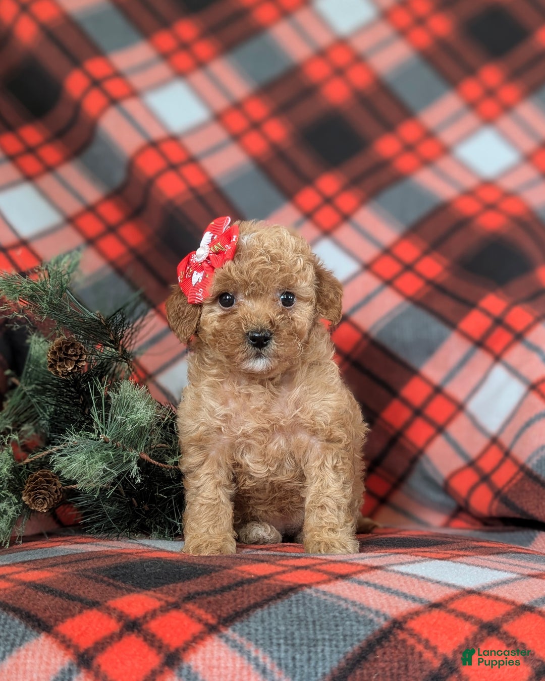 Mini Goldendoodle dogs for sale: Briana 9 lbs Full Grown - Ad 1