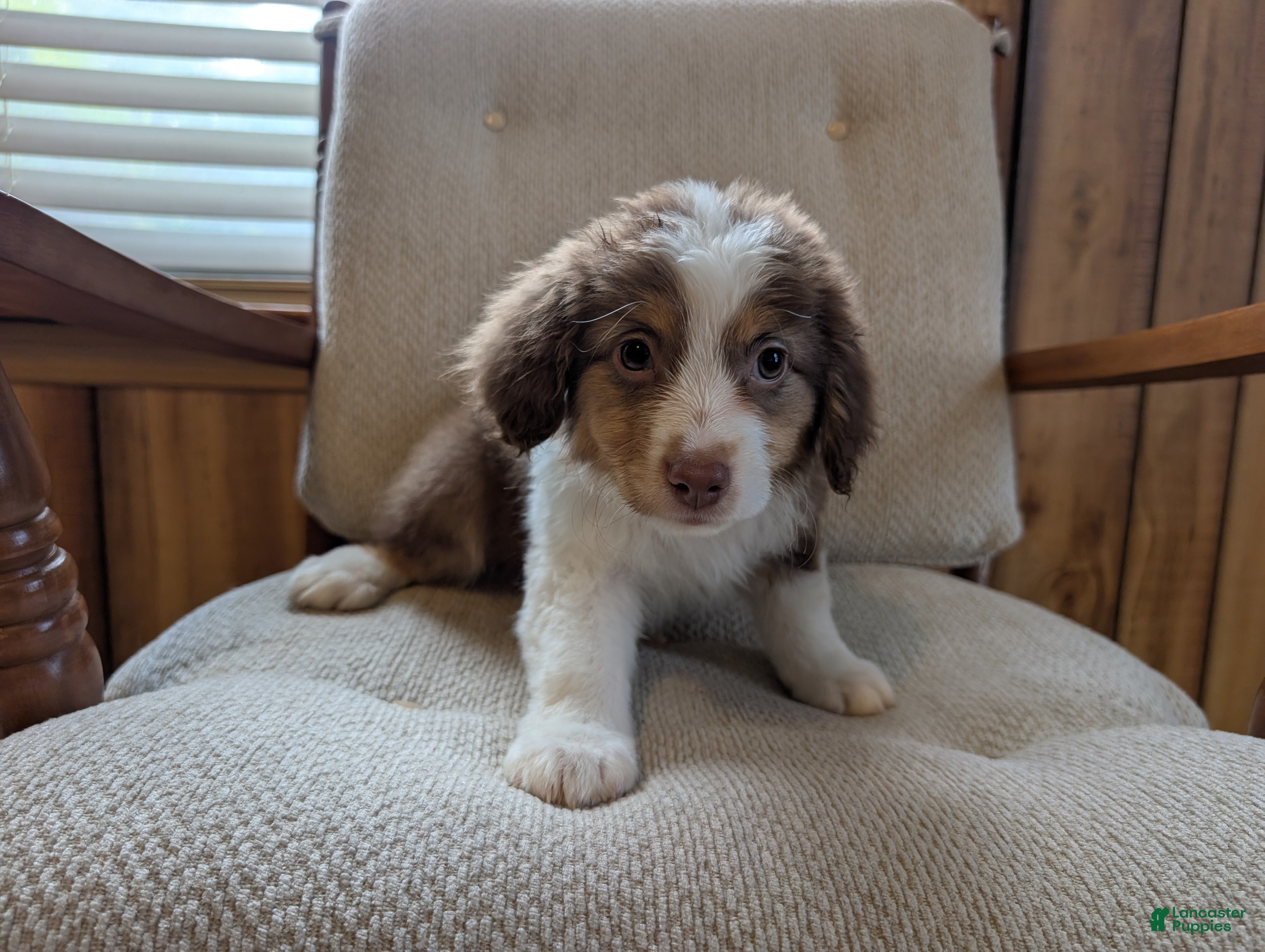 Miniature Australian Shepherd dogs Miniature Australian Shepherd 2 - Ad 20