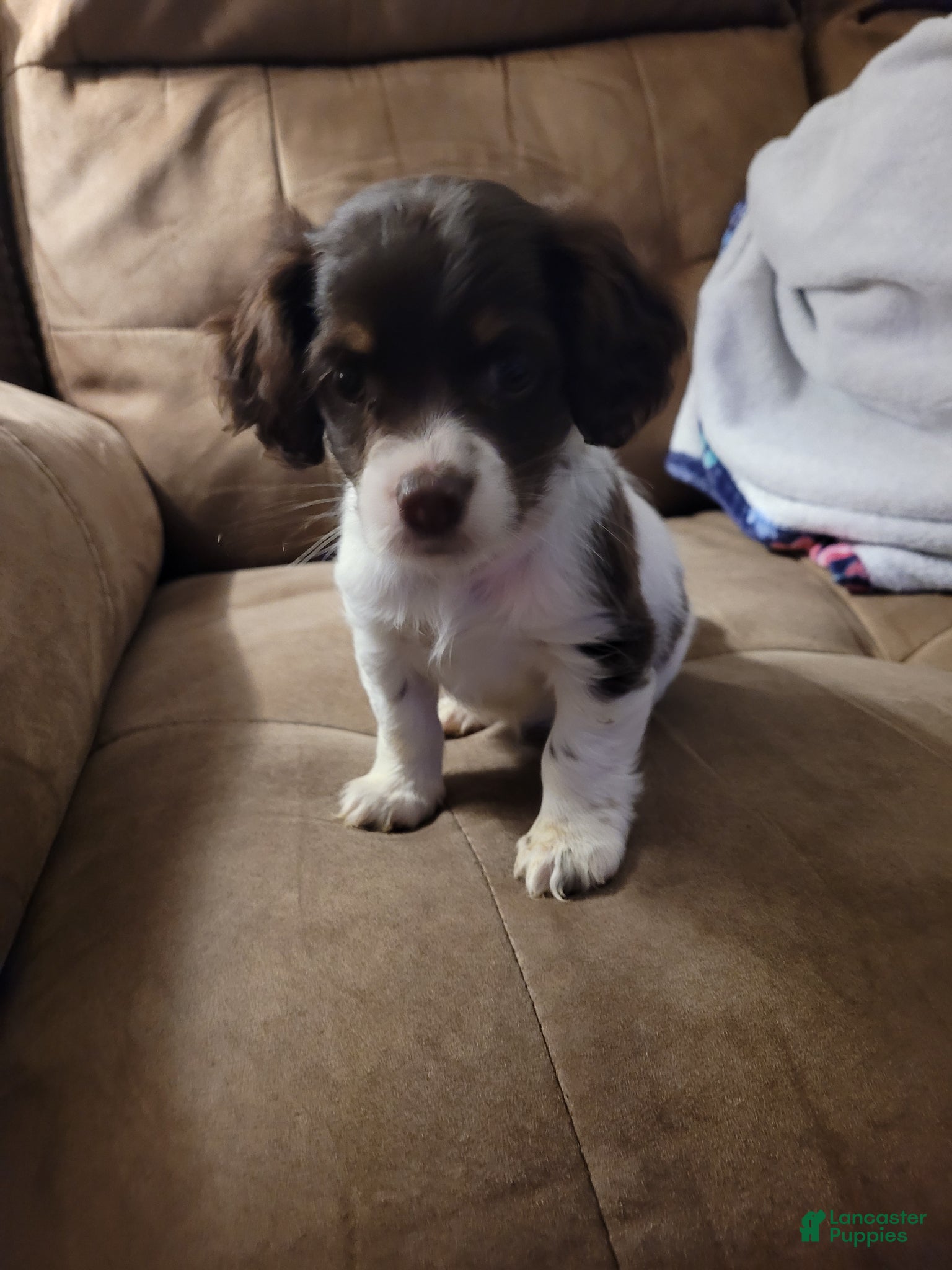 Yorkiepoo dogs Yorkiepoo Puppy 1 - Ad 25