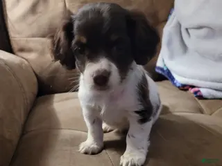 Yorkiepoo dogs Yorkiepoo Puppy 1 - Ad 25