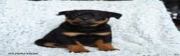 Rottweiler dogs for sale: Selena - Ad 2