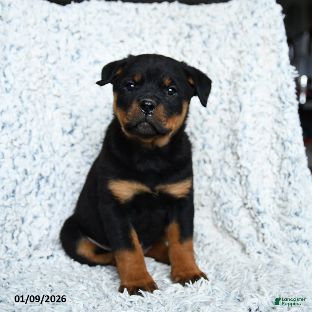 Rottweiler dogs for sale: Selena - Ad 2