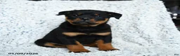 Rottweiler dogs for sale: Selena - Ad 5