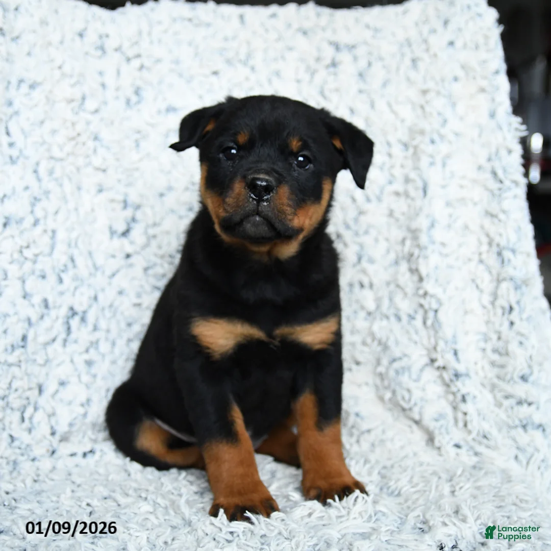 Rottweiler dogs for sale: Selena - Ad 5