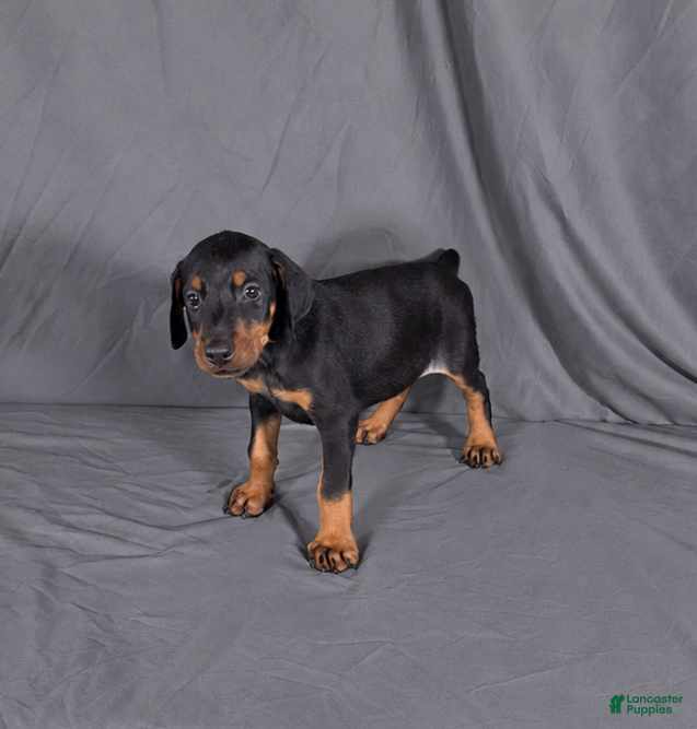 Doberman Pinscher dogs for sale: Khal - Ad 34