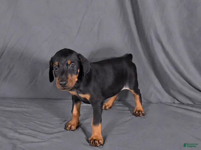 Doberman Pinscher dogs for sale: Khal - Ad 34