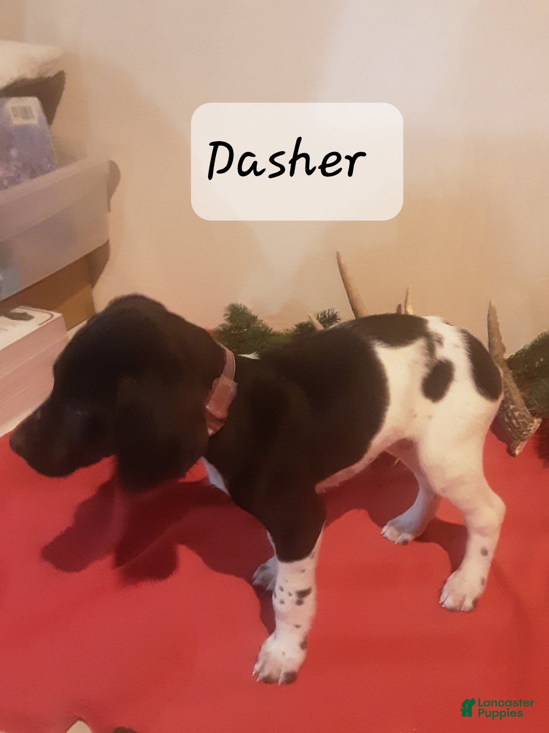 German Shorthaired Pointer dogs for sale: Dasher  - Ad 1