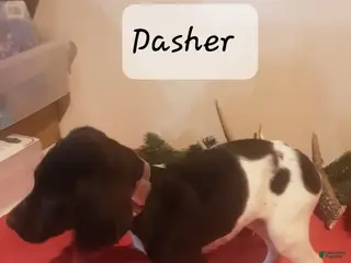 German Shorthaired Pointer dogs Dasher - Ad 6