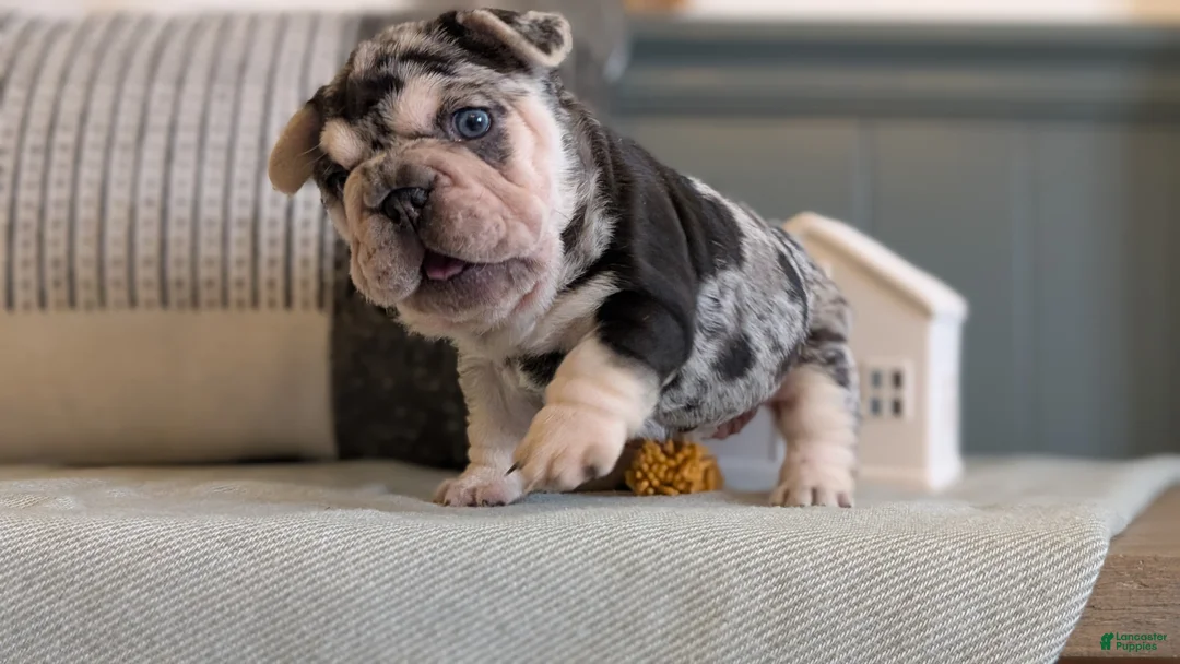 French Bulldog dogs for sale: River - Ad 11