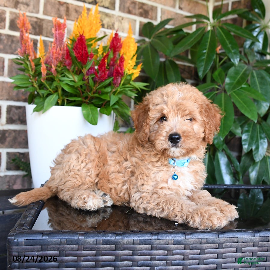 Mixed Breed dogs Murphy - Ad 2