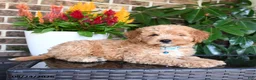 Mixed Breed dogs for sale: Murphy - Ad 2