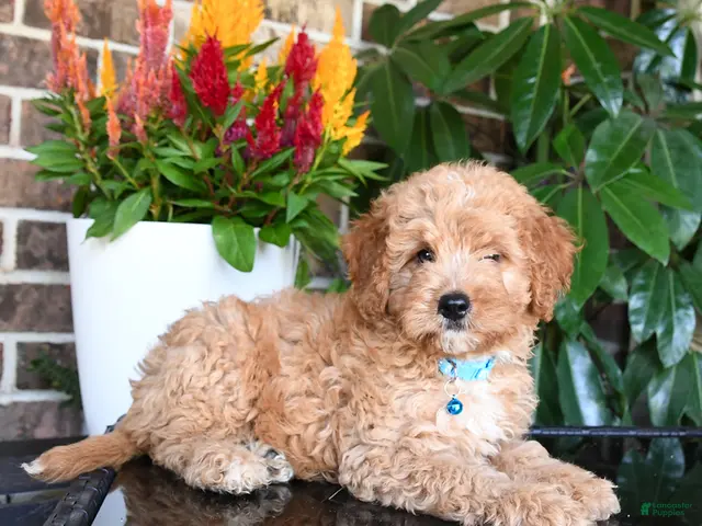 Miniature Golden Retriever dogs for sale: Murphy (leash trained) - Ad 2