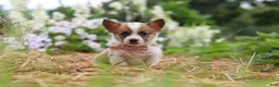 Welsh Corgi Pembroke dogs for sale: Pepper - Ad 6