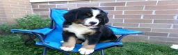 Bernese Mountain Dog dogs for sale: Tulip - Ad 6