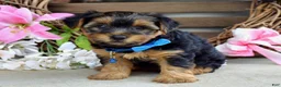 Yorkshire Terrier dogs for sale: Rocky - Ad 4