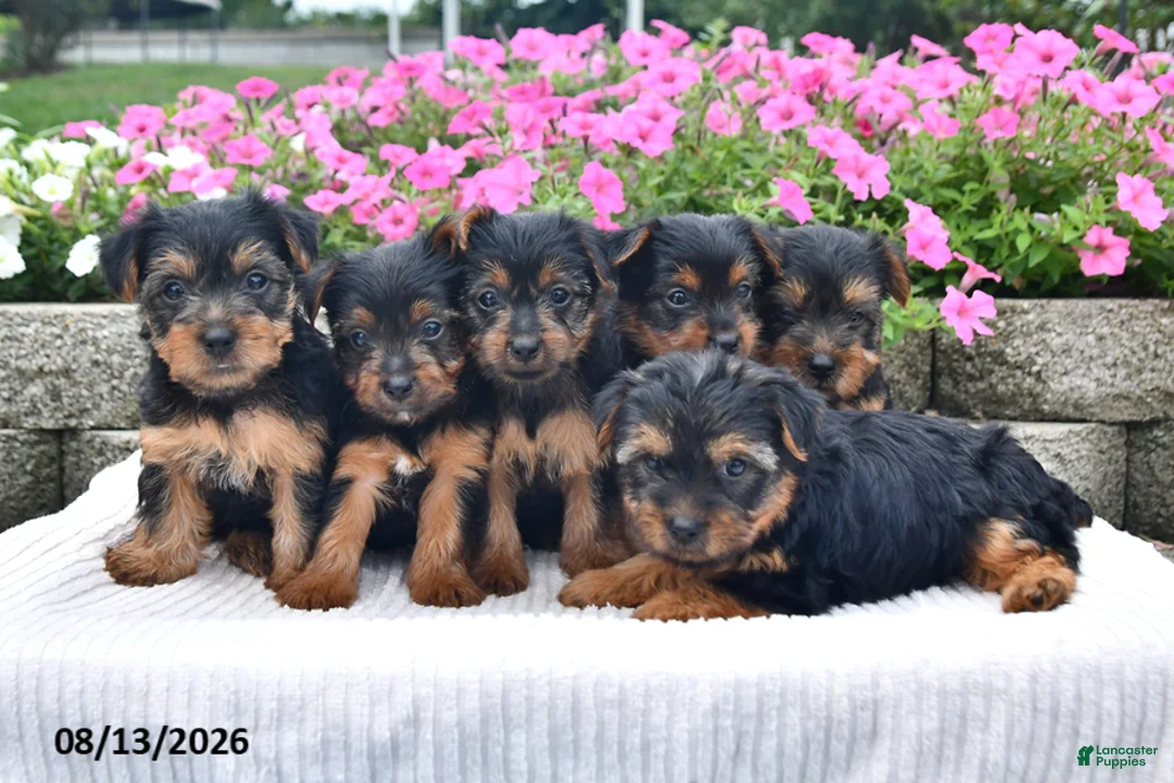 Yorkshire Terrier dogs for sale: Asher - Ad 5