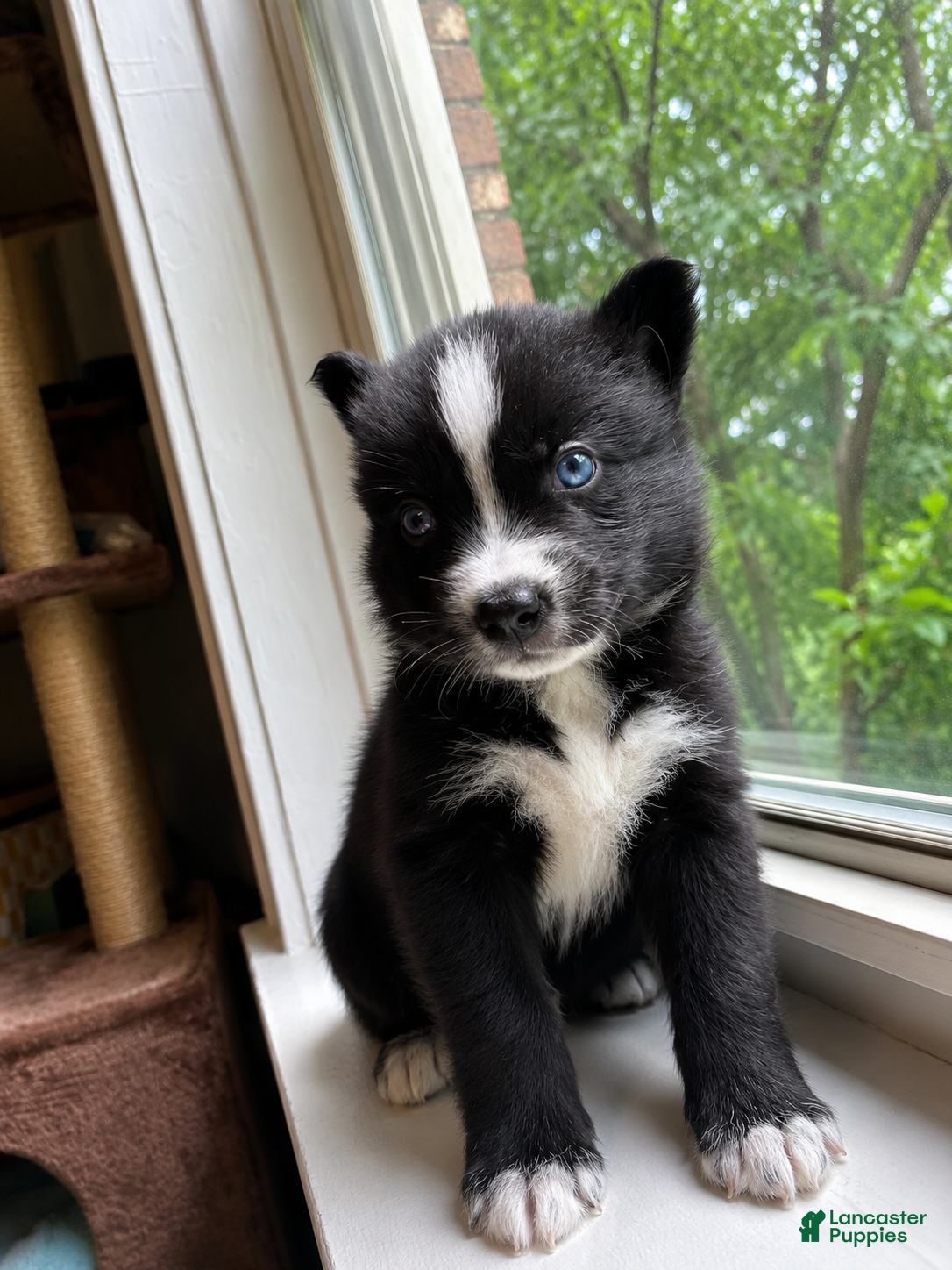 Pomsky dogs Blue  - Ad 24