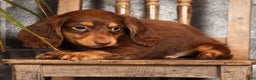 Miniature Dachshund dogs for sale: Freddy - Ad 9