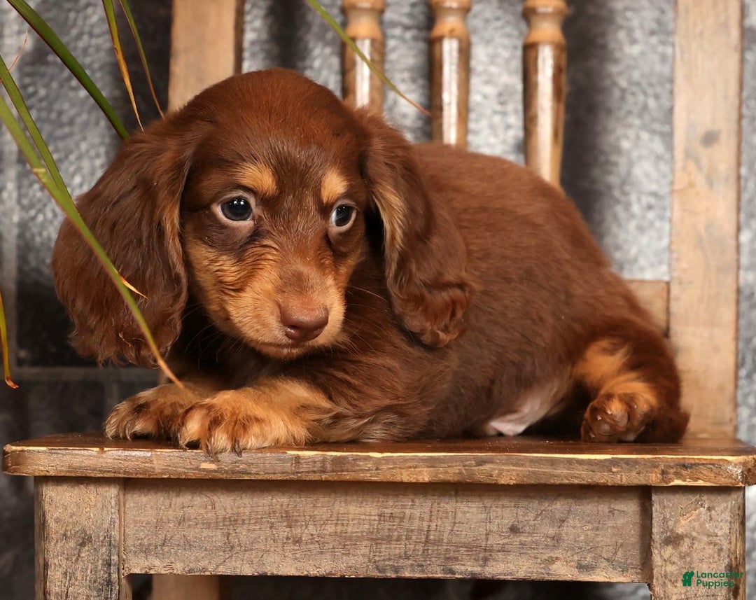 Miniature Dachshund dogs for sale: Freddy - Ad 9