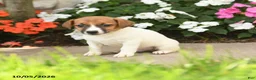 Jack Russell Terrier dogs for sale: Janson - Ad 3