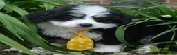 Mini Bernedoodle dogs for sale: Mini Bruno - Ad 16
