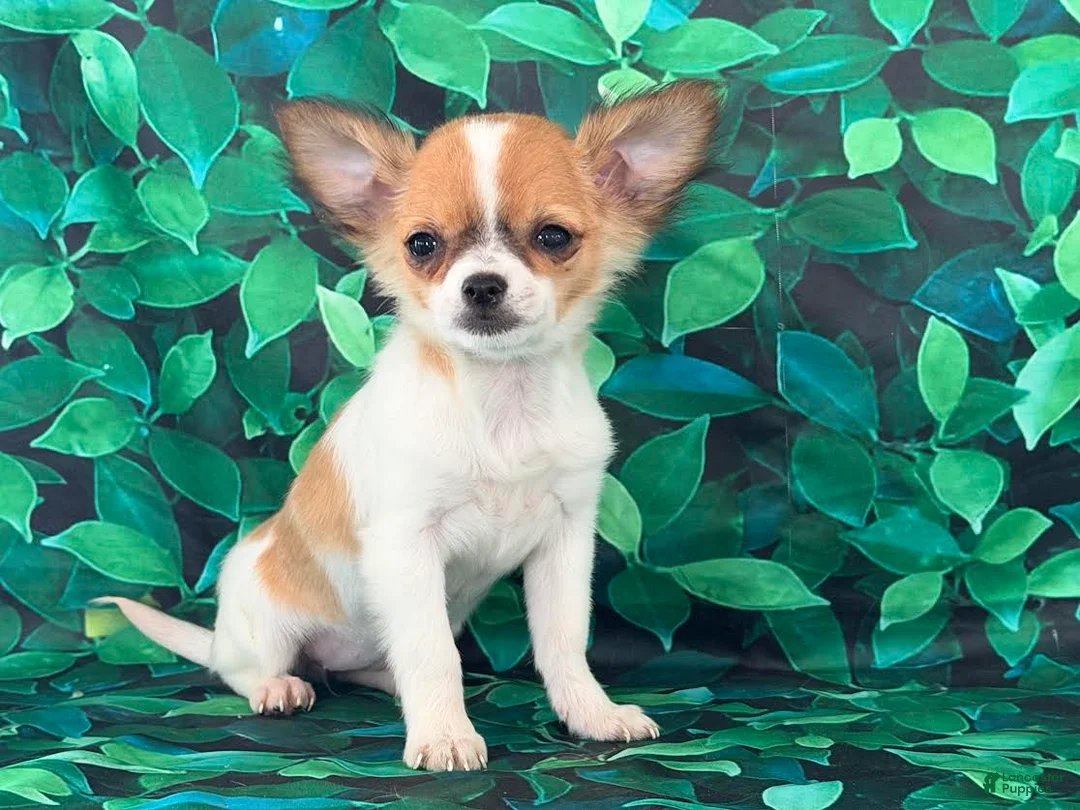 Chihuahua dogs for sale: Sweetpea - Ad 1