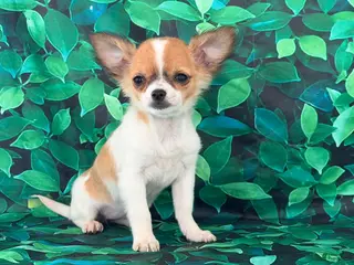 Chihuahua dogs Sweetpea - Ad 18