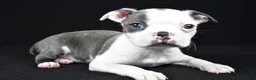 Boston Terrier dogs for sale: Skye - Ad 10