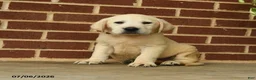 Labrador Retriever dogs for sale: Bear - Ad 4