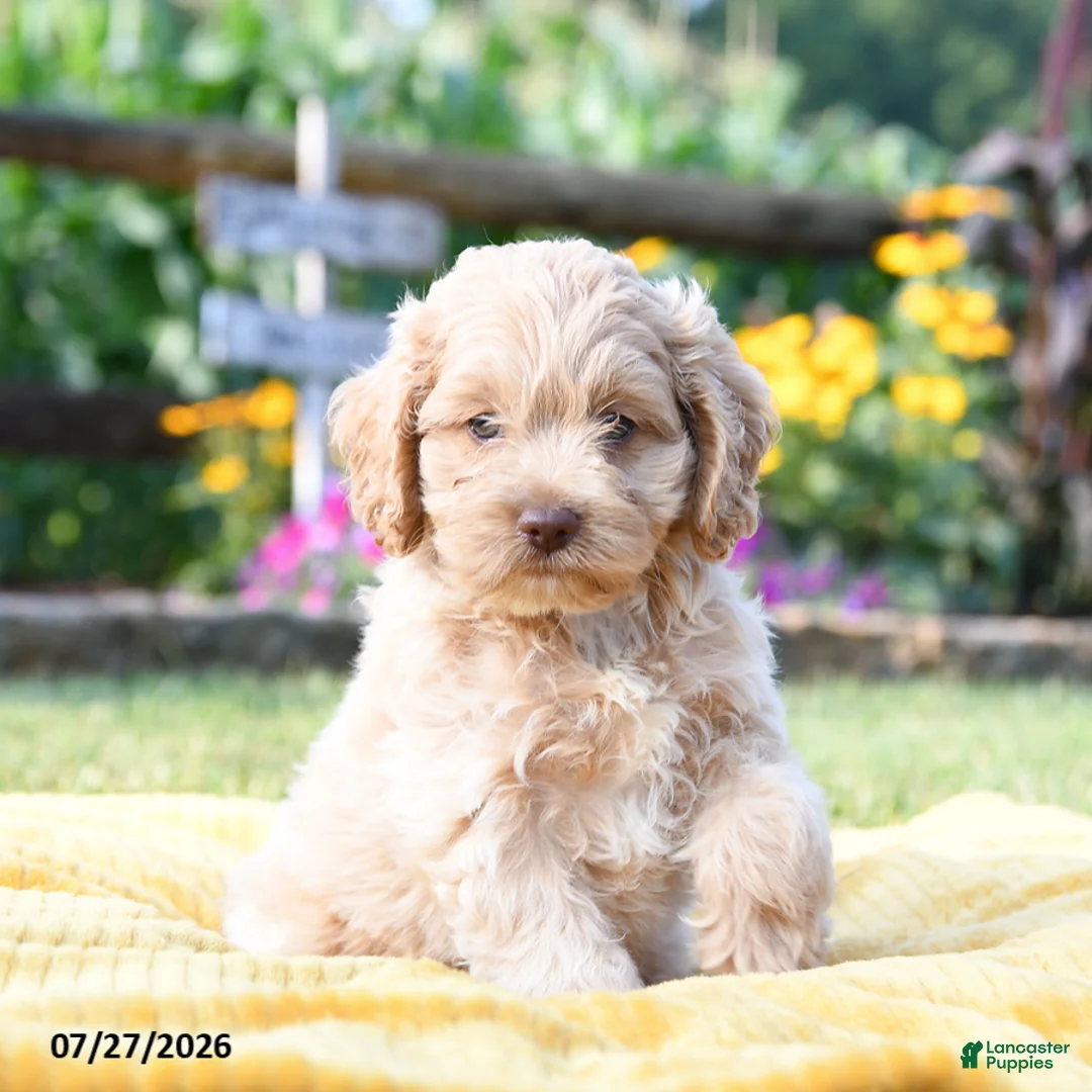 Cockapoo dogs for sale: Leon - Ad 1