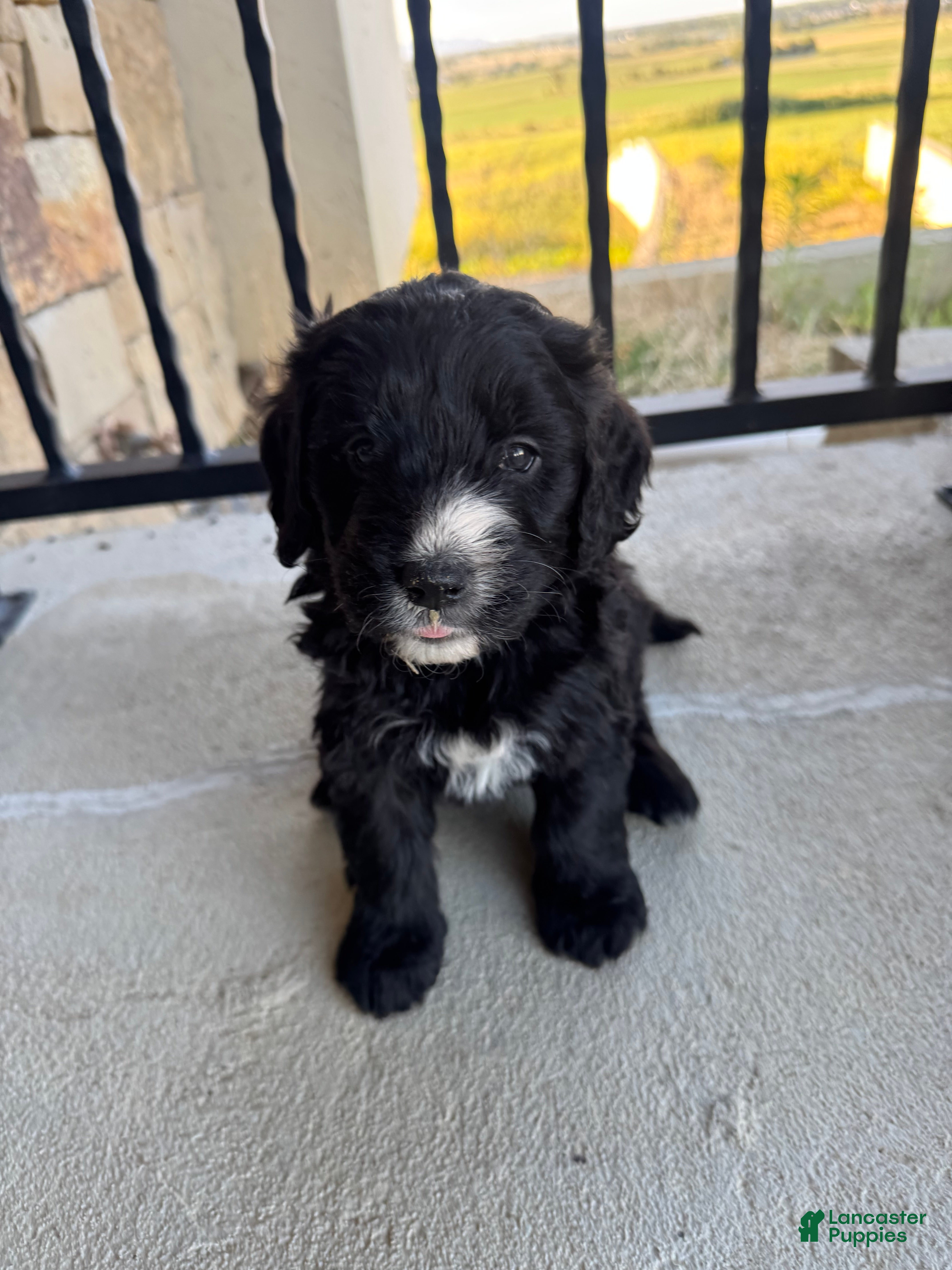 Mixed Breed dogs Lady - Ad 1