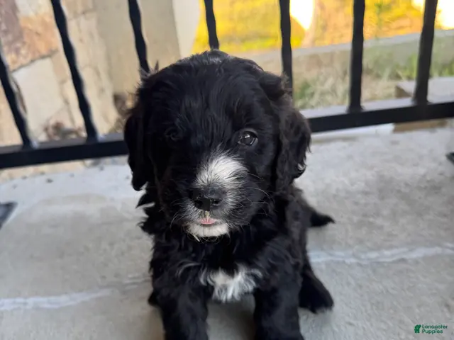 Mixed Breed dogs for sale: Lady - Ad 1