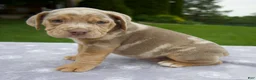 Beabull dogs for sale: Dexter - Ad 3