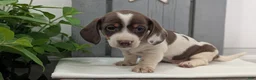 Miniature Dachshund dogs for sale: Moby - Ad 4