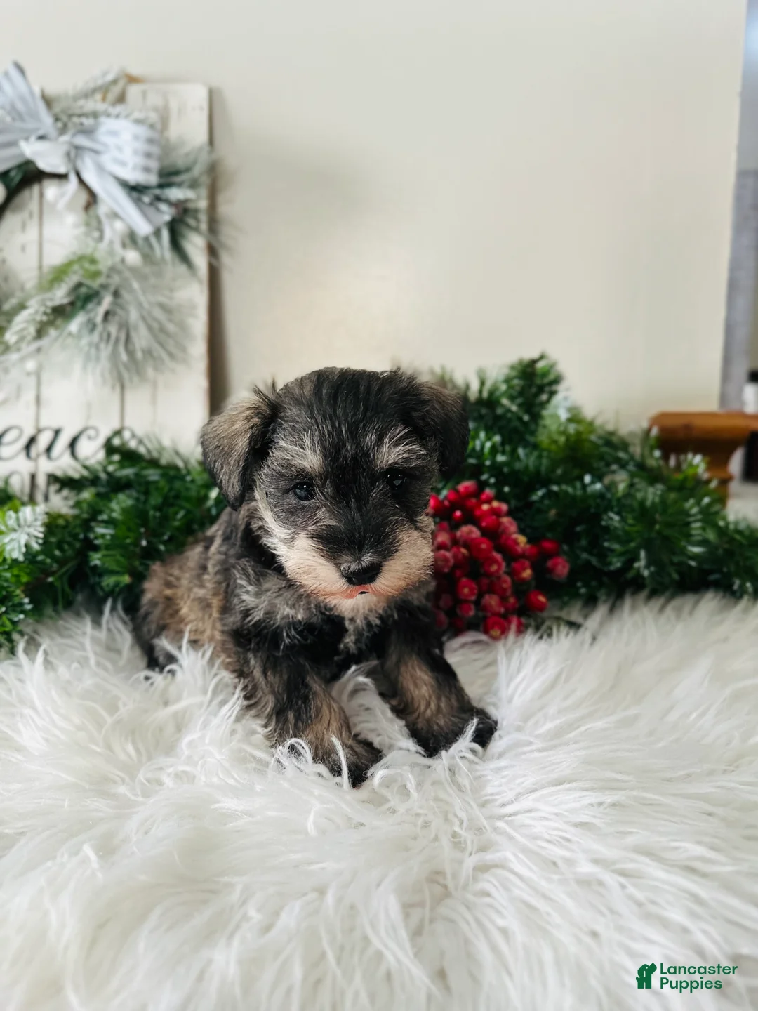 Miniature Schnauzer dogs for sale: Lyla - Ad 10