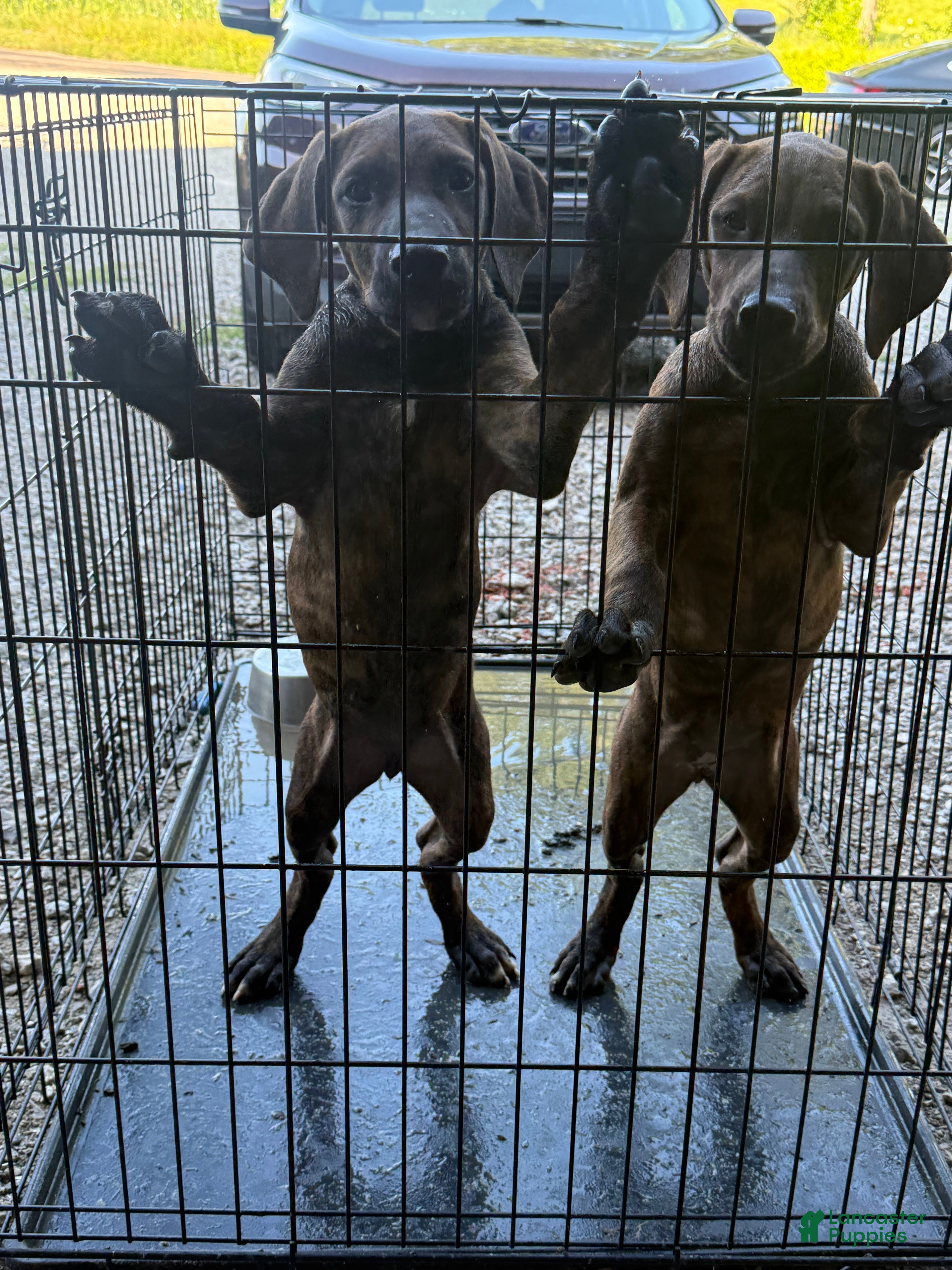 Mixed Breed dogs purple - Ad 2