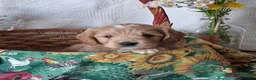 Mini Goldendoodle dogs for sale: Mini Goldendoodle, Diamond - Ad 5