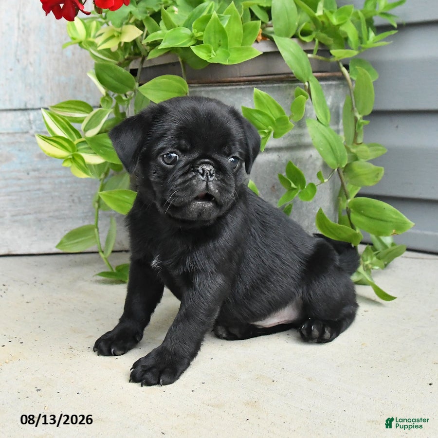 Pug dogs Rocky - Ad 2