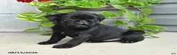 Pug dogs for sale: Rocky - Ad 2