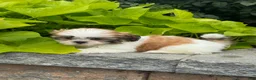 Shih Tzu dogs for sale: Sandy - Ad 3