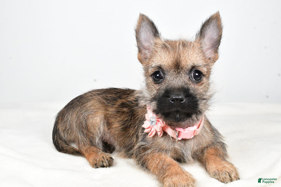 Cairn Terrier dogs for sale: Trisa - Ad 2