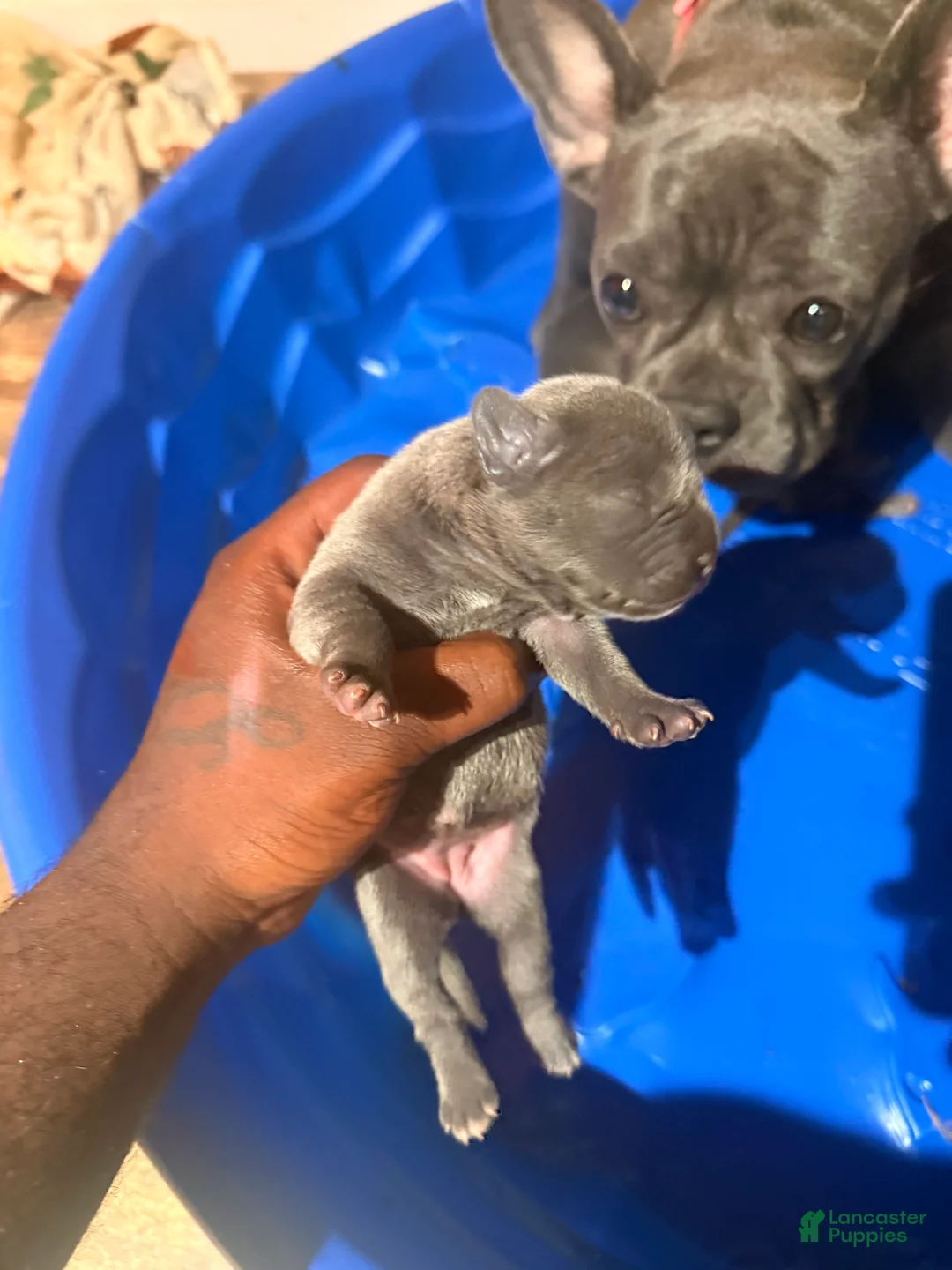 Mixed Breed dogs for sale: Mixed Breed 1 - Ad 1