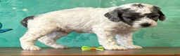 Miniature Poodle dogs for sale: Daisy - Ad 3