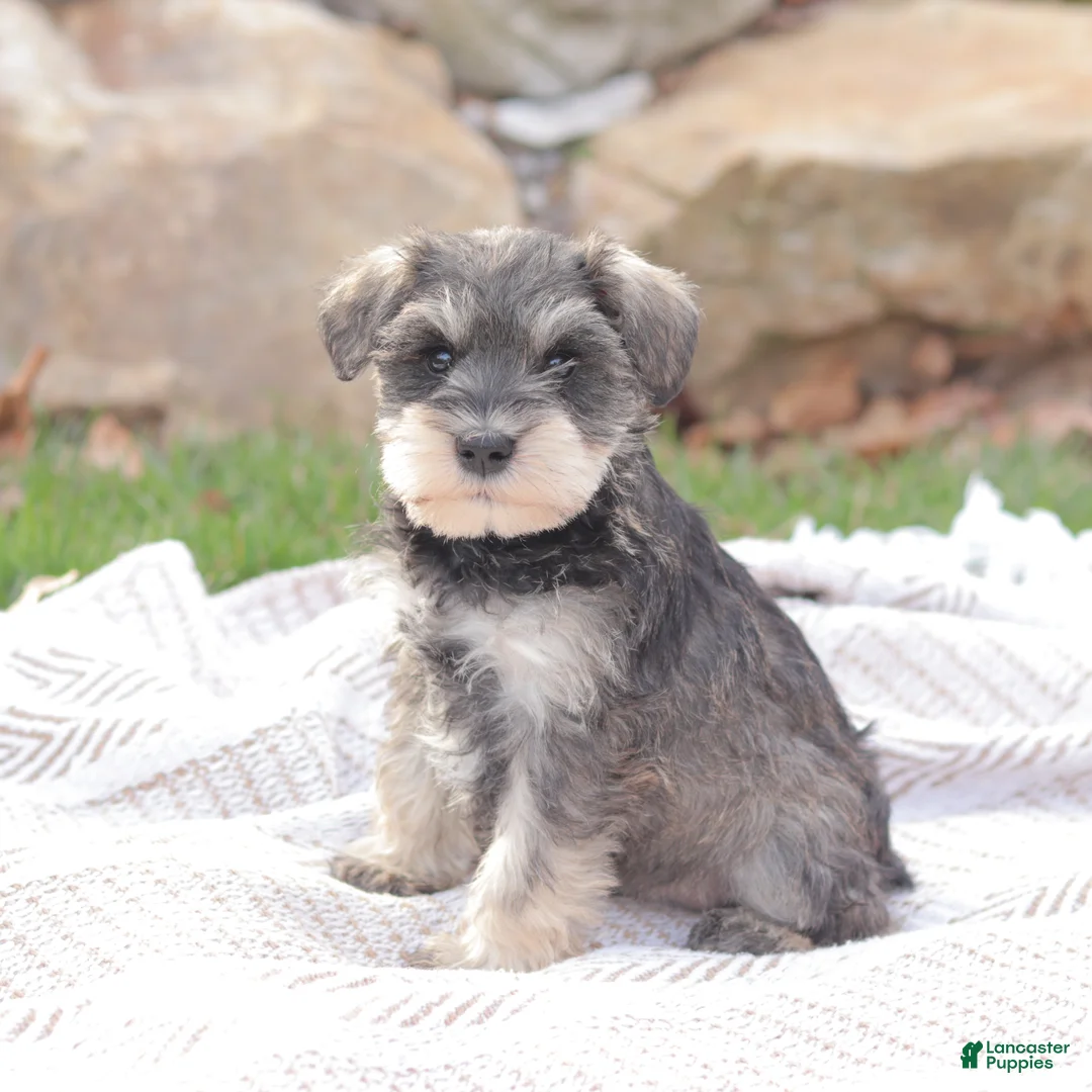 Miniature Schnauzer dogs for sale: Sky Lark - Ad 2