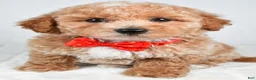 Bichpoo dogs for sale: Simon - Ad 4