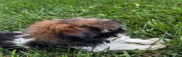 Shih Tzu dogs for sale: Shep - Ad 3