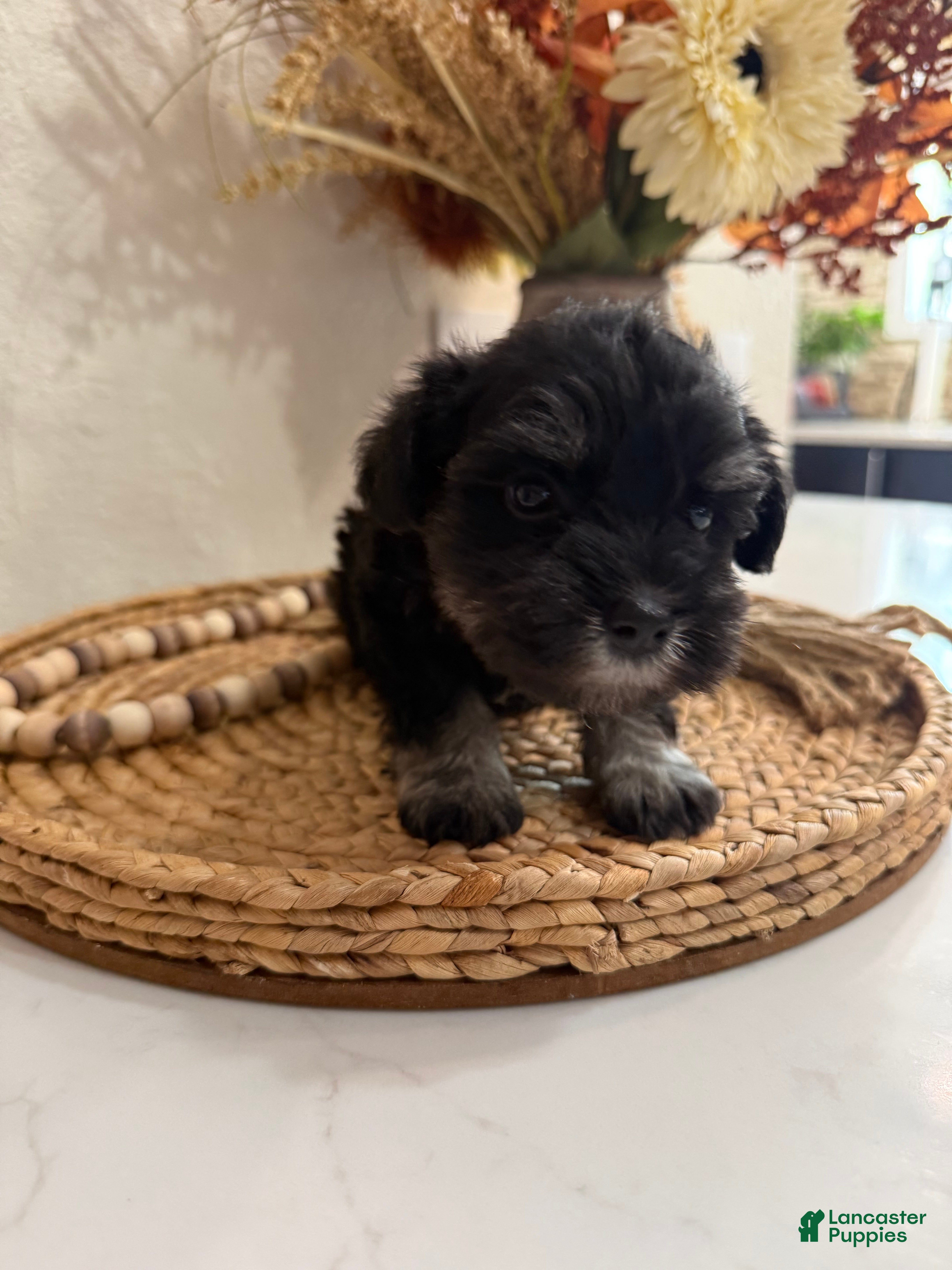 Miniature Schnauzer dogs Fig - Ad 23